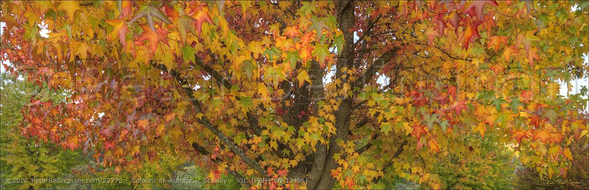 Peter Bellingham Photography Colours of Autumn - Stanley - VIC (PBH4 00 13496)